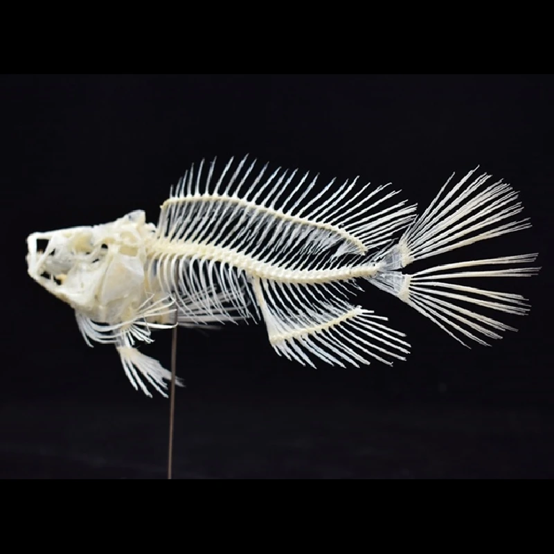 Art And Craft Science - 2043 Boutique Grouper-Fisch-Skelettmodell für Wissenschaftsunterricht, Anatomie-Studienmaterial,