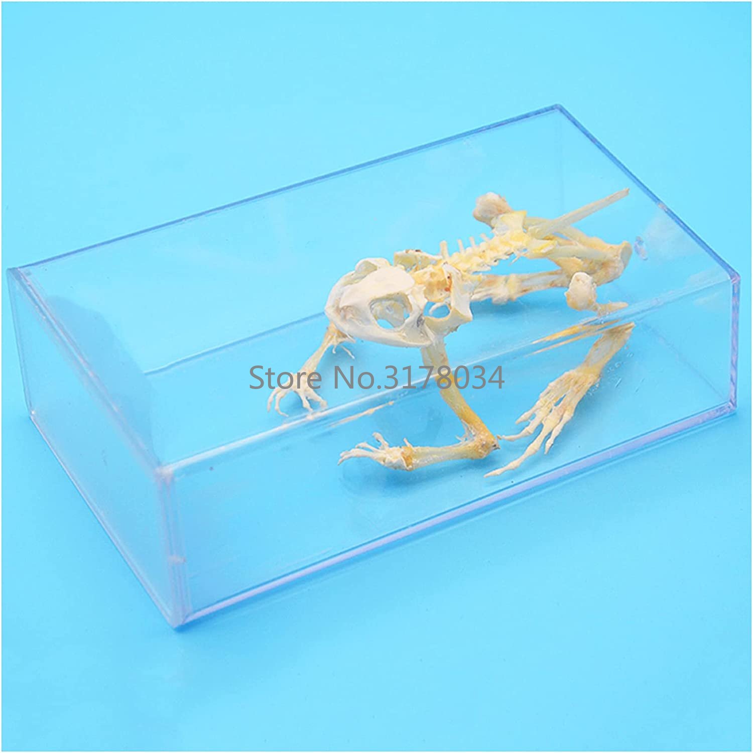 Tiers kelett Modell Frosch Kno – Art And Craft Science Bewertung und Preis