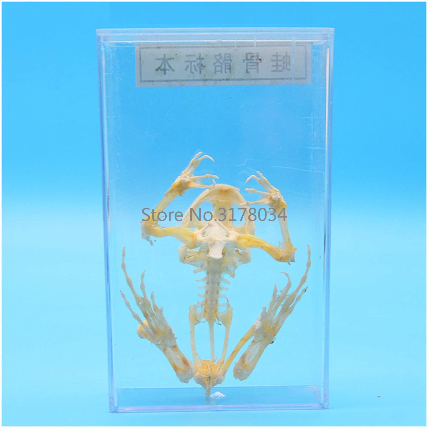 Tiers kelett Modell Frosch Kno – Art And Craft Science Bewertung und Preis