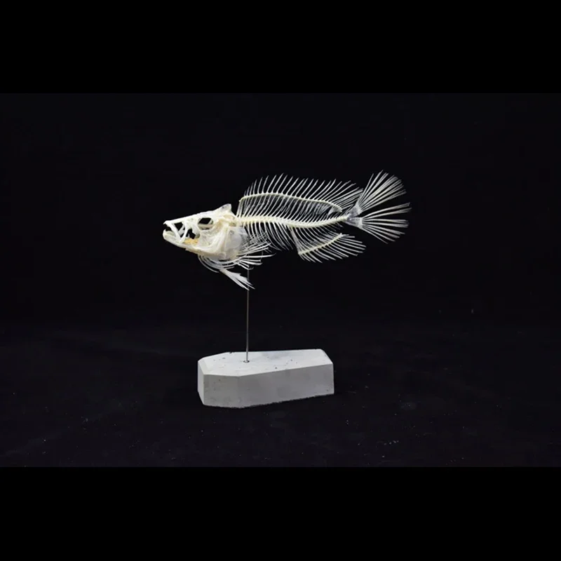 2043 Boutique Grouper-Fisch-Sk – Art And Craft Science Bewertung und Preis