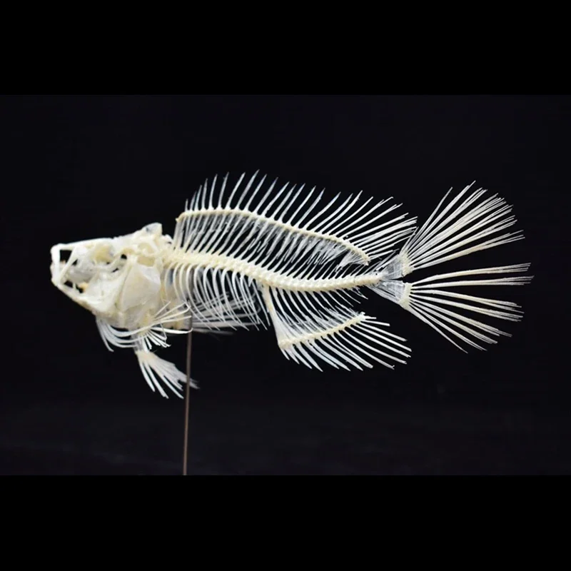 2043 Boutique Grouper-Fisch-Sk – Art And Craft Science Bewertung und Preis